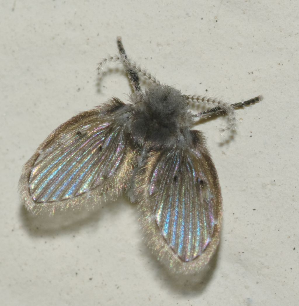 Psychodidae